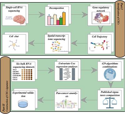 From single-cell to spatial transcriptomics: decoding the glioma stem cell niche and its clinical implications